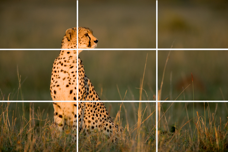 Getting To Know The Rules Of Third Composition For More Beautiful Photographs