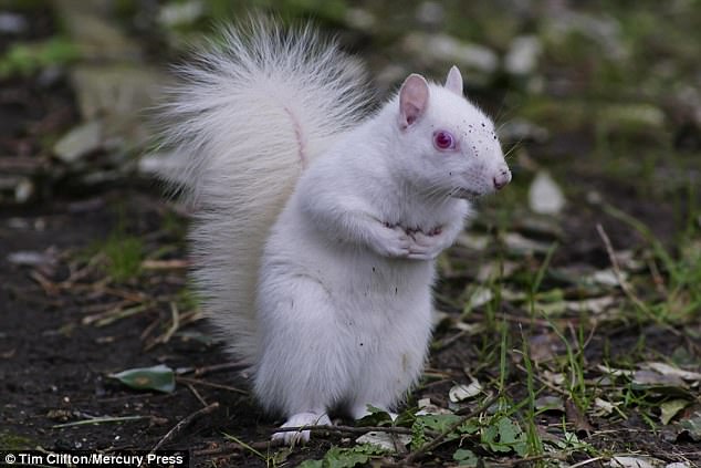 Rare Albino Squirrel Is Photographed by Tim Clifton