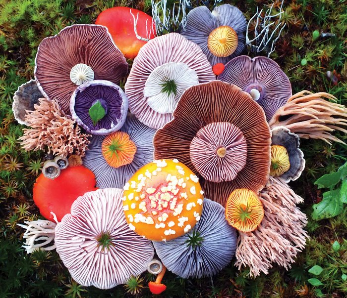 The Magical Beauty Of Mushrooms Captured By Jill Bliss In 10+ Colorful Photos
