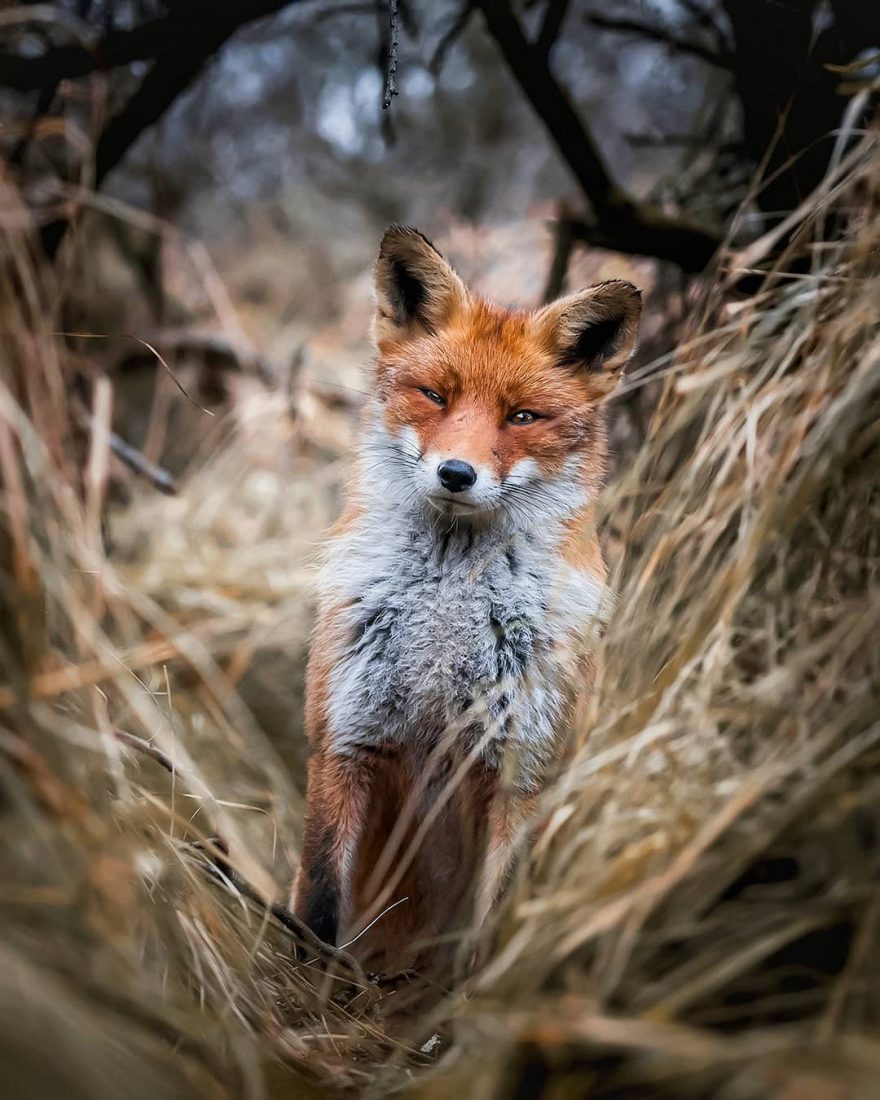 Cute Wild Animal Portraits by Ossi Saarinen