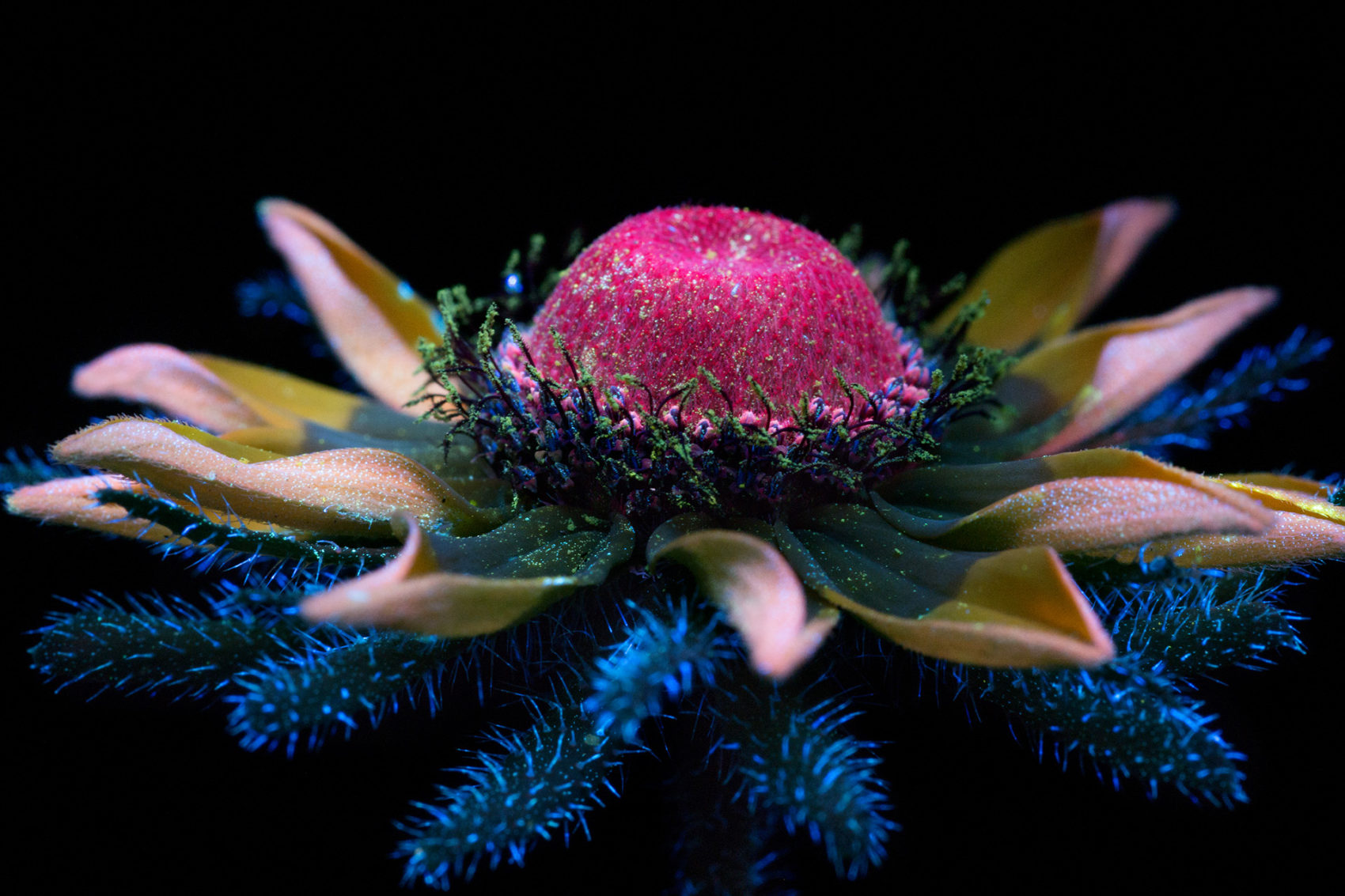 New Sparkling Blooms Photographed with Ultraviolet-Induced Visible Fluorescence by Craig Burrows