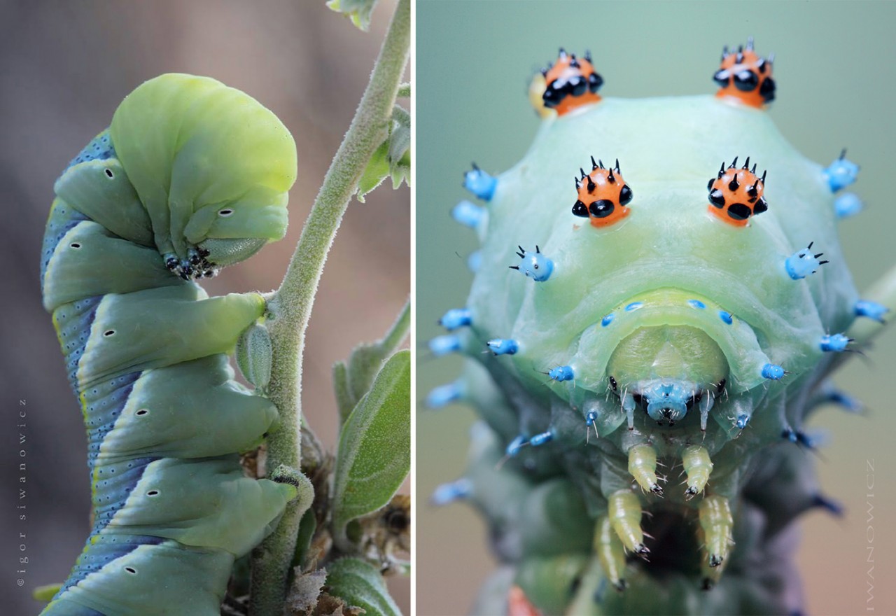 Radically Unusual Caterpillars Captured by Photographer Igor Siwanowicz
