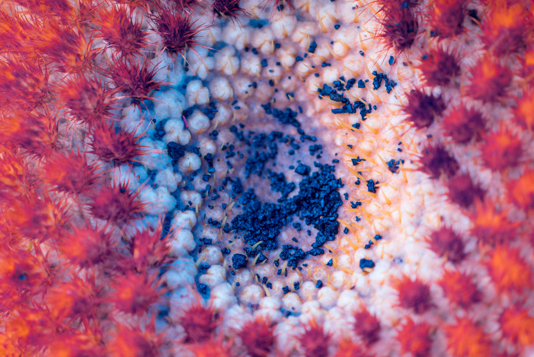 Macro Infrared Photographs Unlock the Depth of Green in a Stunning Array of Canary Island Plants