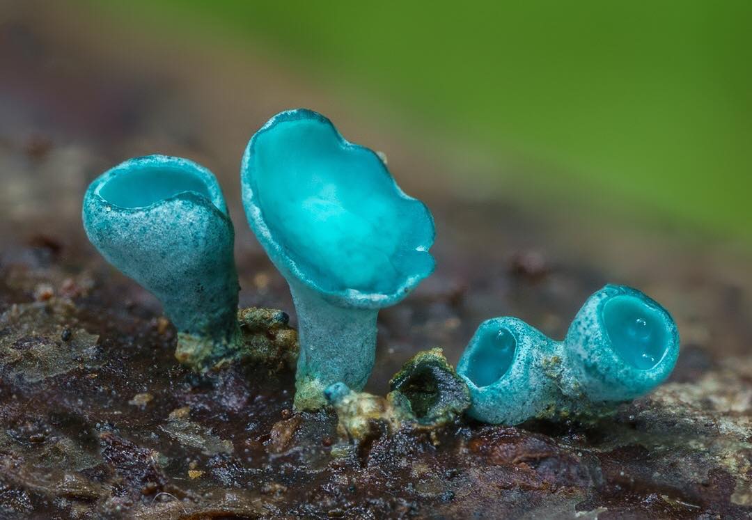 Fascinating Fungi of Northern California by Alison Pollack