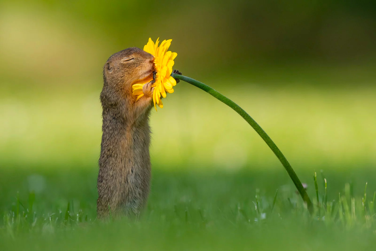 Dick van Duijn Captured an Beautiful Moment of Ground Squirrel and a Yellow Flower