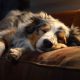 The Best Beds for Big Dogs with Joint Issues